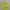 Yonex Sportswear Polo Shirt Pria Yellow