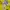 Yonex Sportswear Polo shirt Pria yellow photo 5