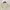 Spalding Casual Windbreaker Pria cream photo 1