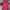 The North Face Gorpcore Sportswear Jersey Pria Red