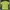 Uniqlo Cosplay T-shirt Pria green photo 1