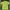 Uniqlo Cosplay T-shirt Pria Green