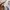Fred Perry Casual Polo shirt Pria multicolor photo 5