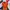 Salomon Luxury Sportswear Jersey Pria Orange