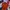 Salomon Luxury Sportswear Jersey Pria orange photo 2