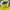 Vintage Sportswear Windbreaker Pria yellow photo 5