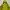 Gorpcore Windbreaker Pria green yellow photo 2