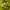Gorpcore Windbreaker Pria green yellow photo 7