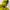 Gorpcore Windbreaker Pria green yellow photo 5