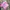 Casual T-shirt Pria pink photo 2