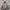Nike ACG Sportswear Bomber Jacket Pria Gray