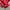 Polo Ralph Lauren Casual Windbreaker Pria red photo 6