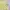 Japanese brand Coquette Casual Cami top Wanita yellow cream photo 2