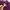 Old Navy Casual T-shirt Wanita purple photo 1