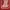 Neighborhood Streetwear Sportswear T-shirt Pria burgundy brown photo 3