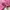 Skater Casual Fleece Pria pink photo 4
