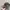 Realtree Streetwear Y2K Hat Pria Brown Gray