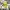 Gramicci Streetwear Casual Hat Pria yellow photo 1