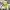 Gramicci Streetwear Casual Hat Pria Yellow