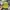 Gramicci Streetwear Casual Hat Pria Yellow