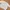 Casual Crop top Wanita white photo 1