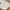 Casual Crop top Wanita white photo 1