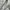 AMI Paris Casual Short Pria cream photo 5