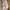 Converse Coquette Casual Sneakers Wanita white pink photo 4