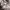 Adidas Sportswear Windbreaker Pria white photo 3