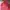Ellesse Sportswear Windbreaker Pria pink photo 1