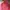 Ellesse Sportswear Windbreaker Pria Pink