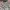 Nautica Streetwear Reworked Parka Pria multicolor gray photo 4
