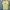 United Colors Of Benetton Vintage Casual T-shirt Pria Yellow