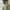 Japanese Brand Cottagecore Coquette Skirt Wanita Multicolor