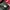 Kansai Yamamoto Vintage Parka Pria red photo 8