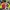 Joyrich Luxury Casual Bomber Jacket Pria Multicolor Yellow