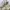 Kangol Streetwear Sportswear Bag Pria white cream photo 5
