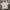 Adidas Sportswear Polo shirt Pria white photo 1