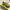 Adidas Casual Sneakers Pria yellow blue photo 1