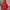 MLB Vintage Sportswear Hoody Pria red photo 1