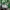 Adidas Vintage Polo shirt Pria green white photo 5
