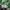 Adidas Vintage Polo shirt Pria green white photo 4