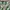 Adidas Vintage Polo shirt Pria green white photo 2