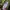 Blackyak Vintage Streetwear Polo shirt Pria green photo 4