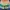 Streetwear Sportswear Short Pria green tan photo 1