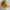 Converse Streetwear Skater Bag Pria gold orange photo 2