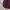 GAP Casual Sweatshirt Pria burgundy photo 7