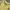 Y2K Goth T-shirt Wanita yellow black photo 3