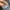 Oakley Gorpcore Puffer jacket Pria gray photo 5
