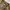 Adidas Streetwear Sportswear Tracksuit Pria brown photo 4